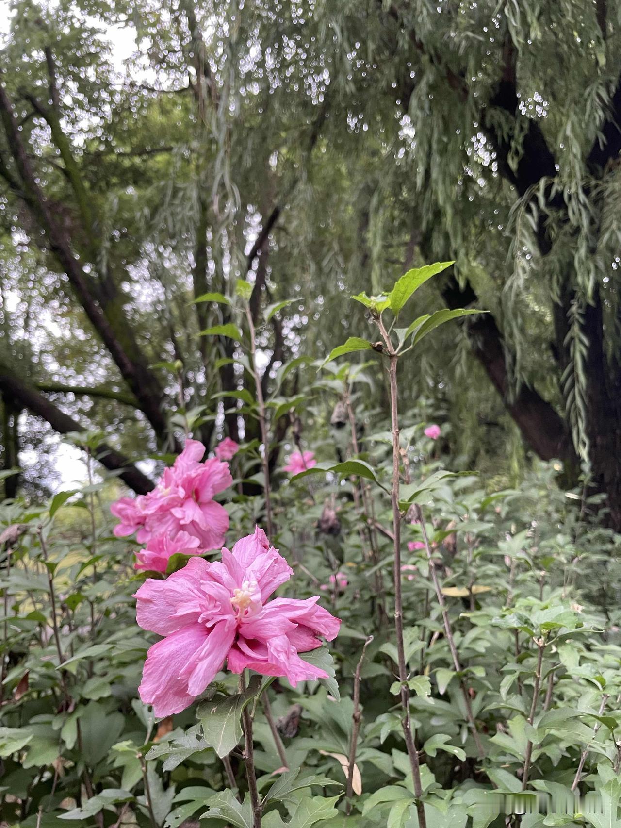 野外的木槿花，从夏天开到了秋天，还是一样的美。