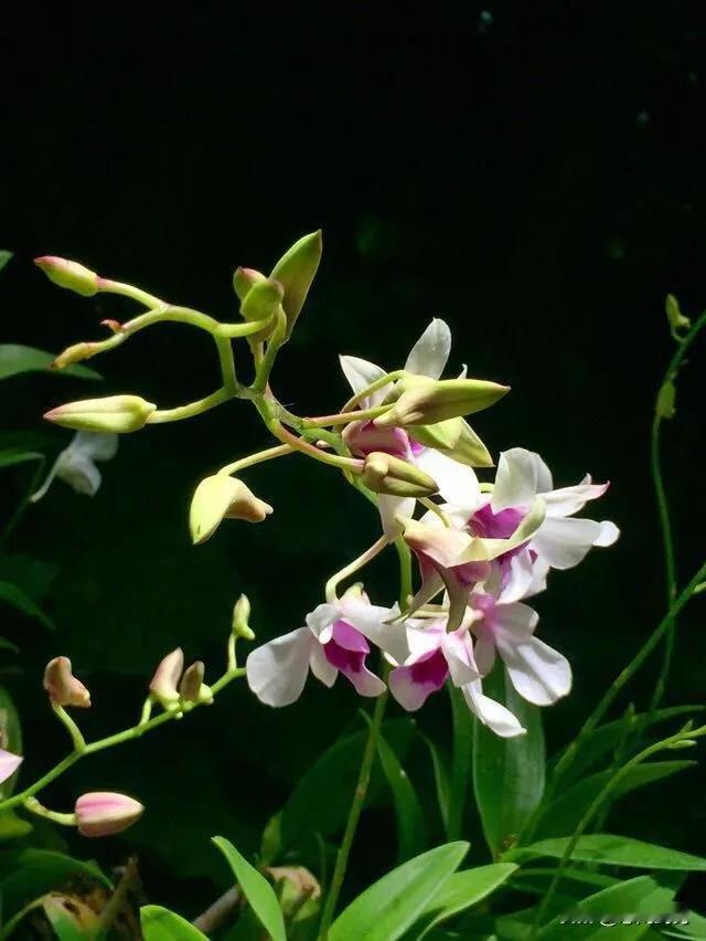 幽兰生庭前，含熏香风远——兰花，君子之花，贤者之喻，王者之香