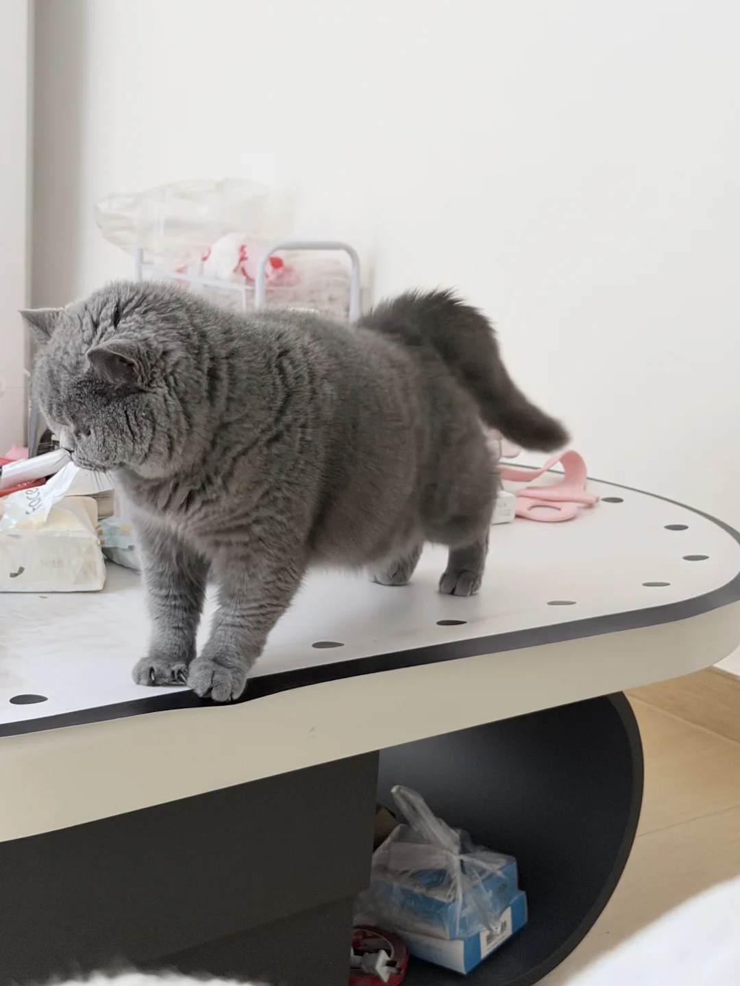 小猫的俯卧撑标准不～