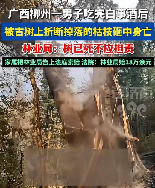 “冤吗？”广西柳州，男子参加同村白事酒后，回家路上，经过一棵古树旁边时，被古树掉