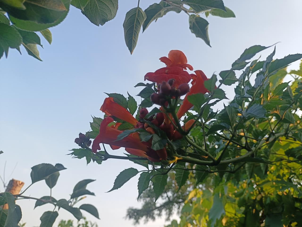 形意拳中，
无论是撑拔，还是拧裹，束，
都能使经络越来越通畅，
气血越来越旺，