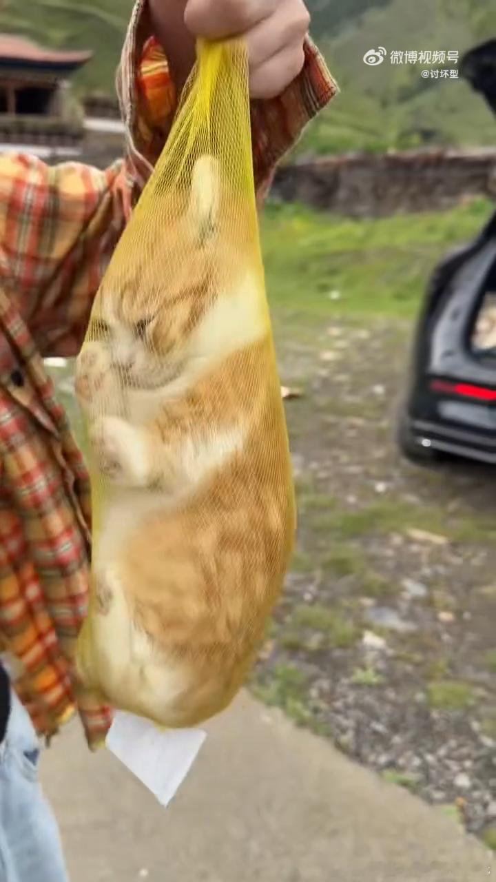 猫包已经进化成这样了 刚才在宠物店看到个猫包，内衬是凉席材质，夏天用着冰冰凉凉，
