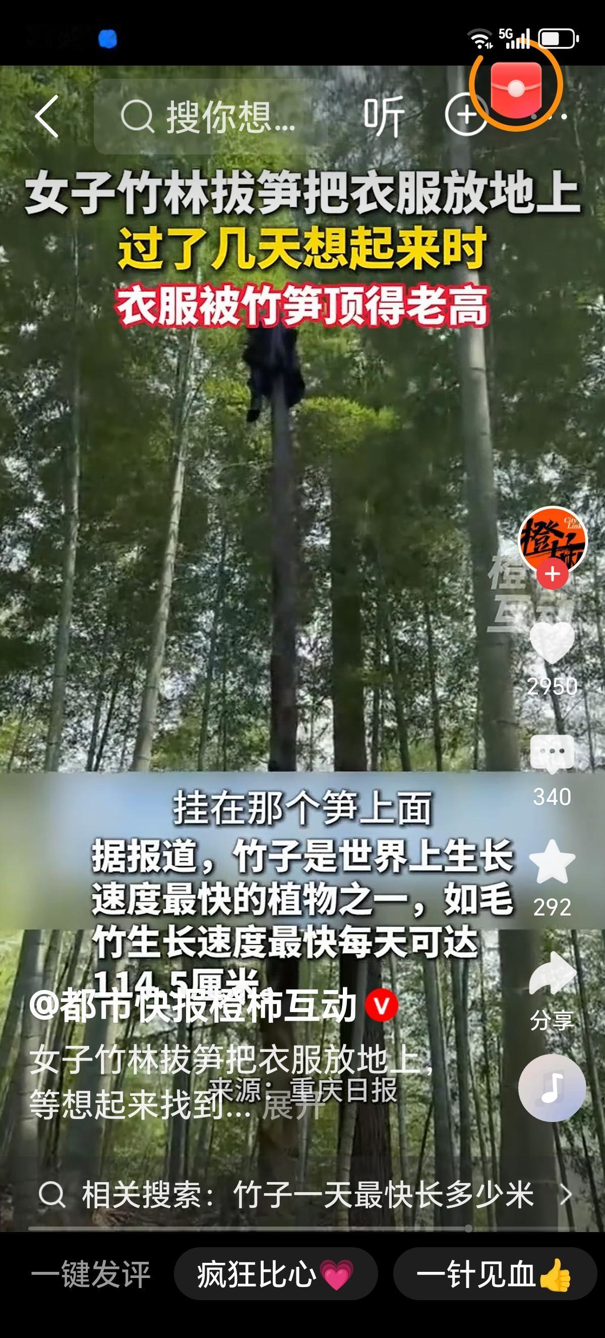 女子上山挖笋忘外套，这波“意外”藏着生活小确幸
女子上山挖笋，本是一场亲近自然、