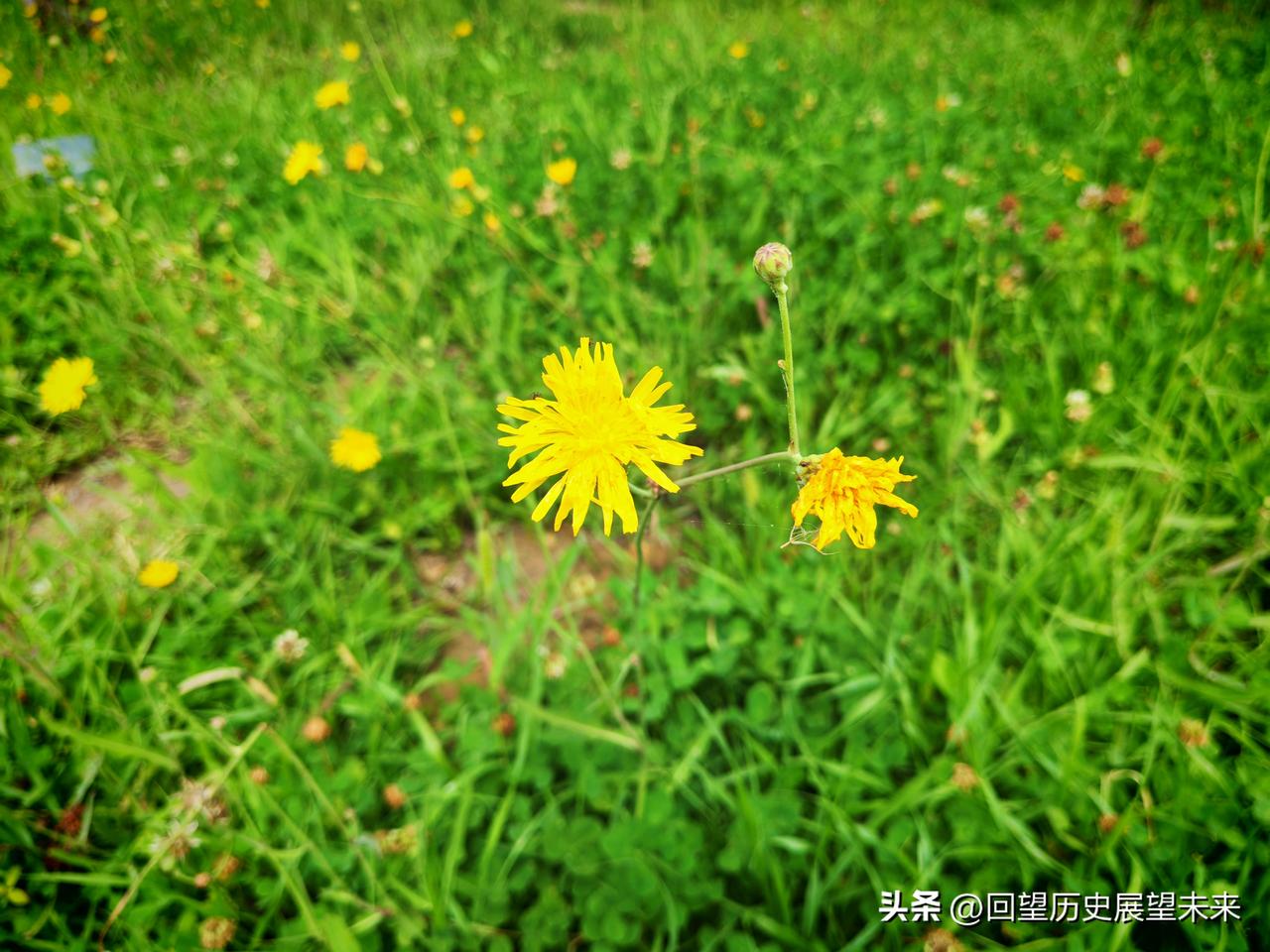 记录夏日花草