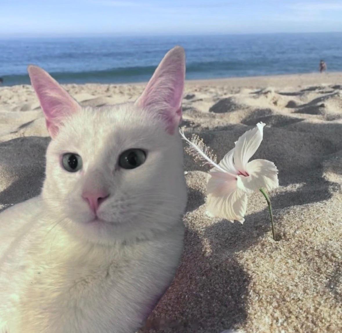 看毛茸茸的猫咪，治愈一下🧘🏻 