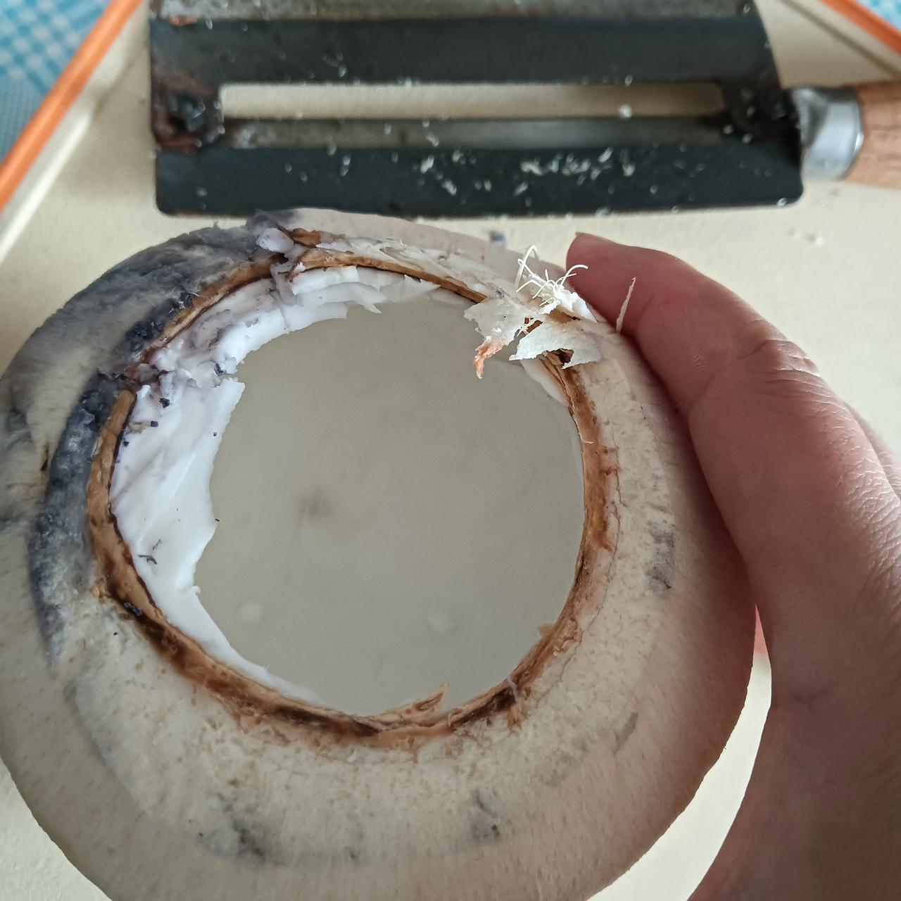 五块钱的椰子，谁买谁上当！