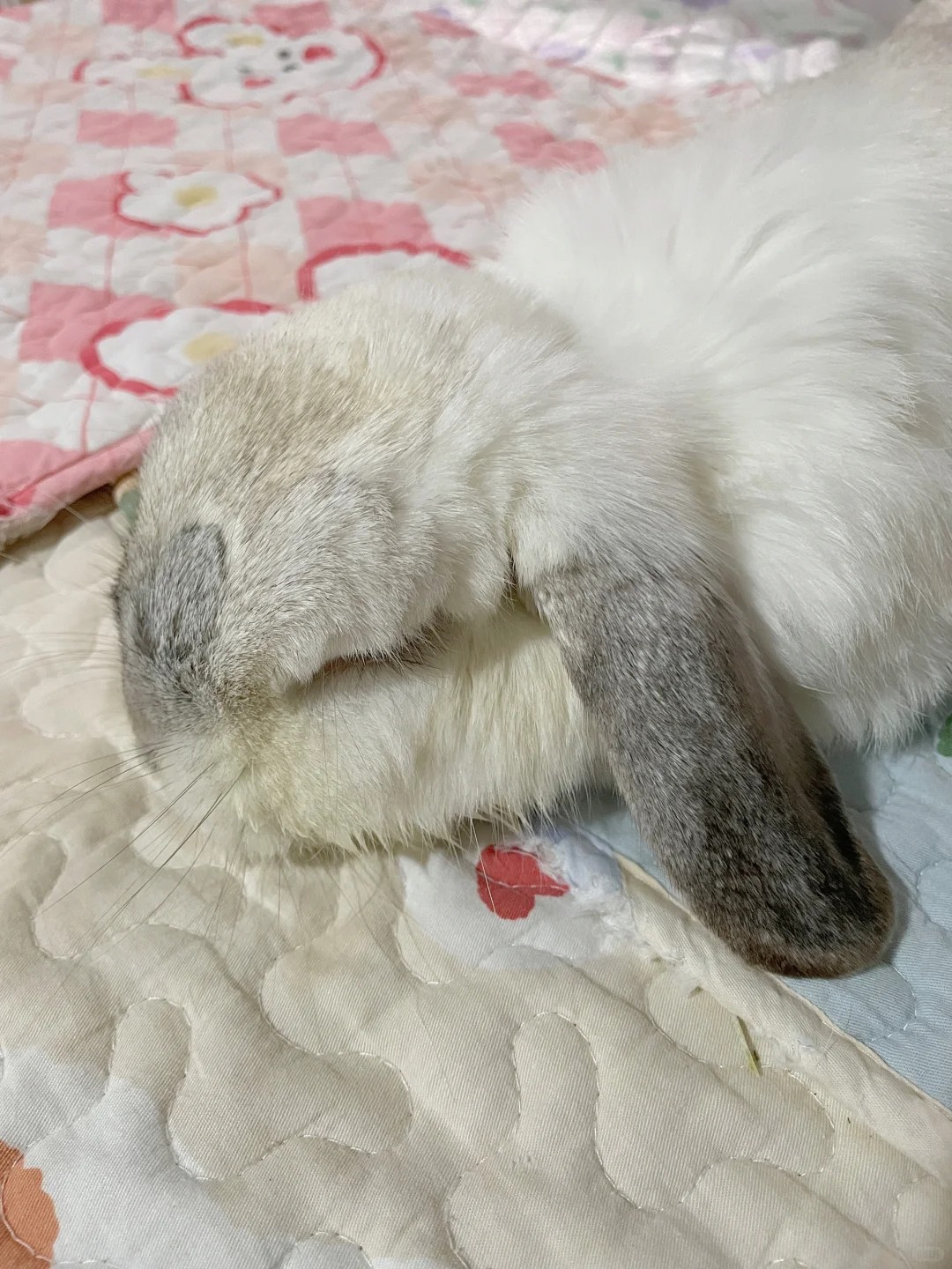 夜间陪读乖巧妹妹😴