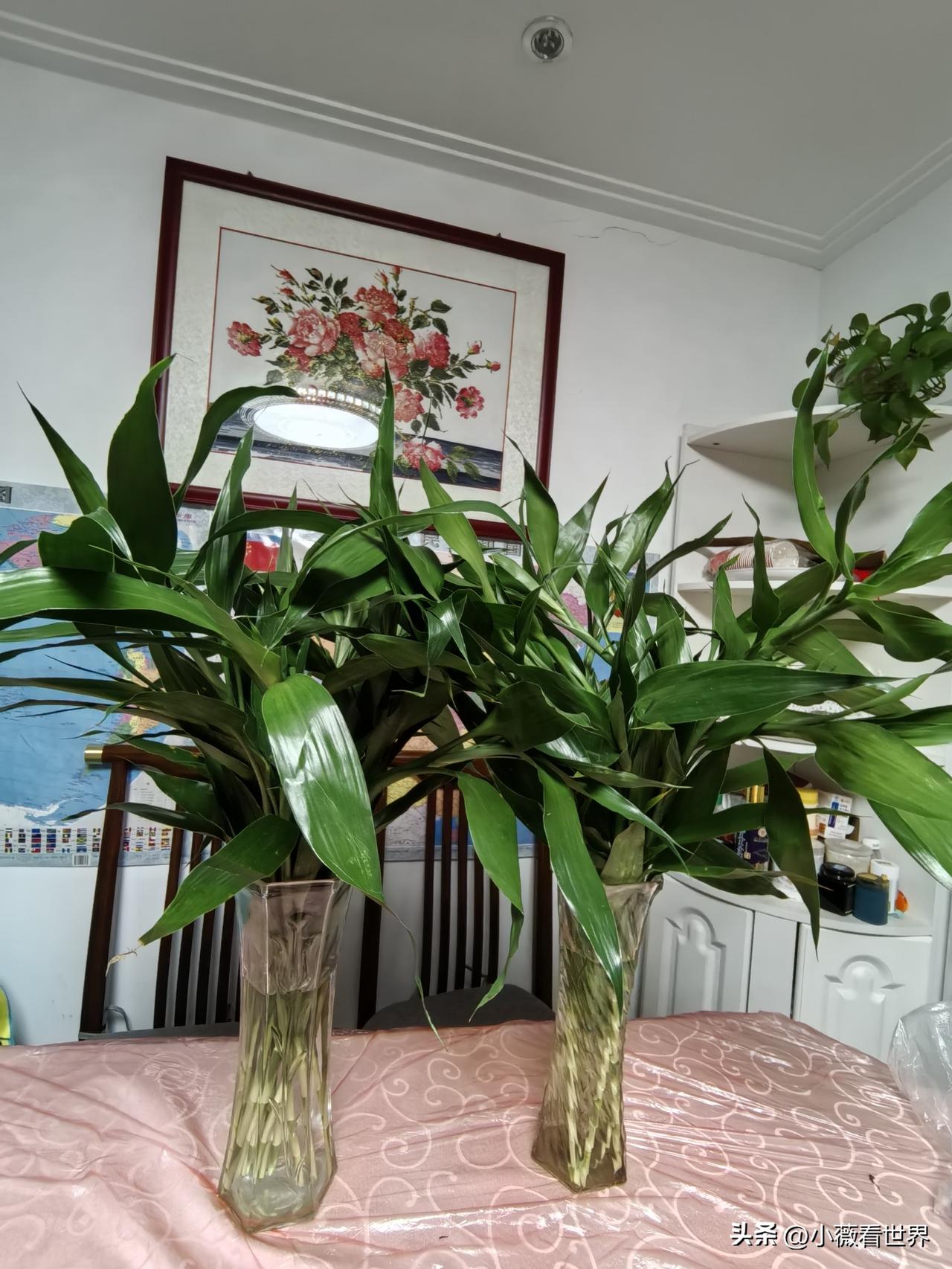 简直不敢相信，这么两大捧郁郁葱葱的富贵竹，居然只要几块钱。

真是捡到大便宜啦！