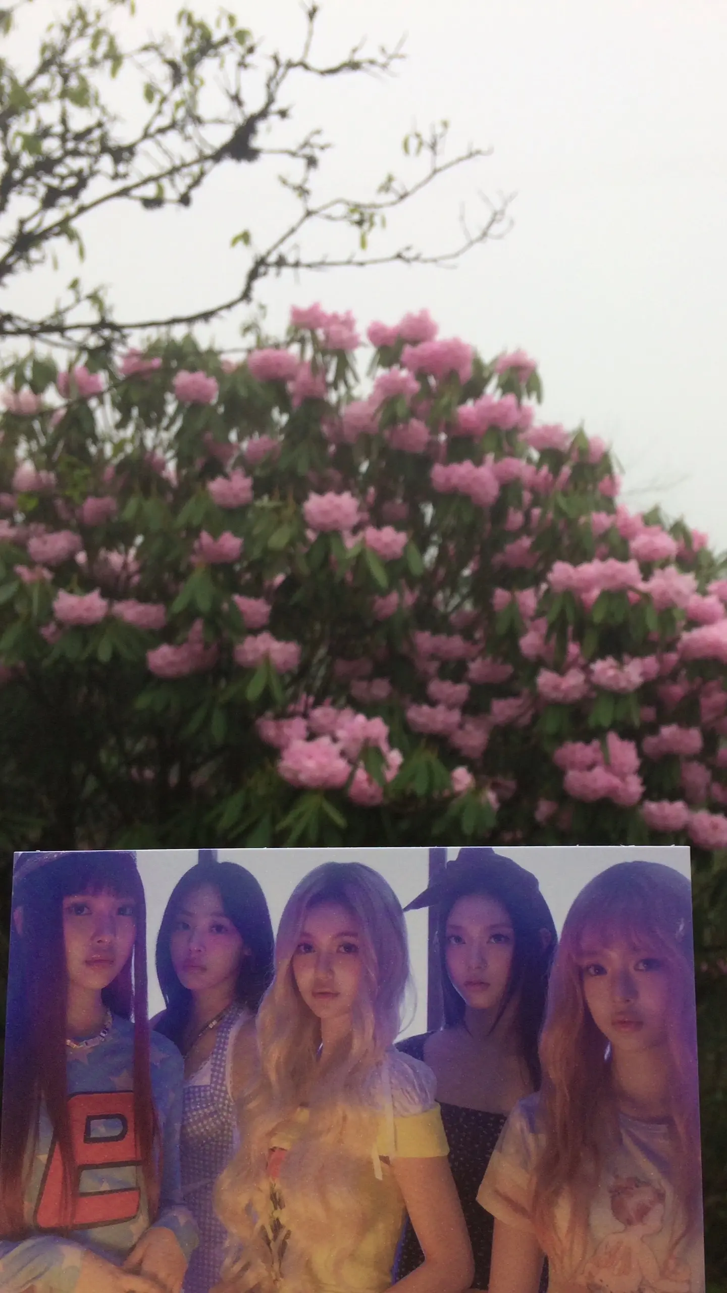 风铃花花语  答案在明天 每个的明天