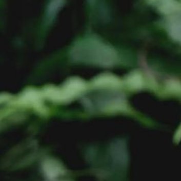 种植 🌼白鹤芋种植方法1、播种种植白鹤芋可以用播种的方法来种植，使用这种方法需