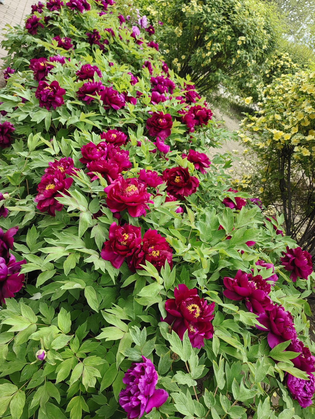 [呲牙][呲牙][呲牙]，又周末了，眼看着要五一假期了。除了周三早起，课多，其他