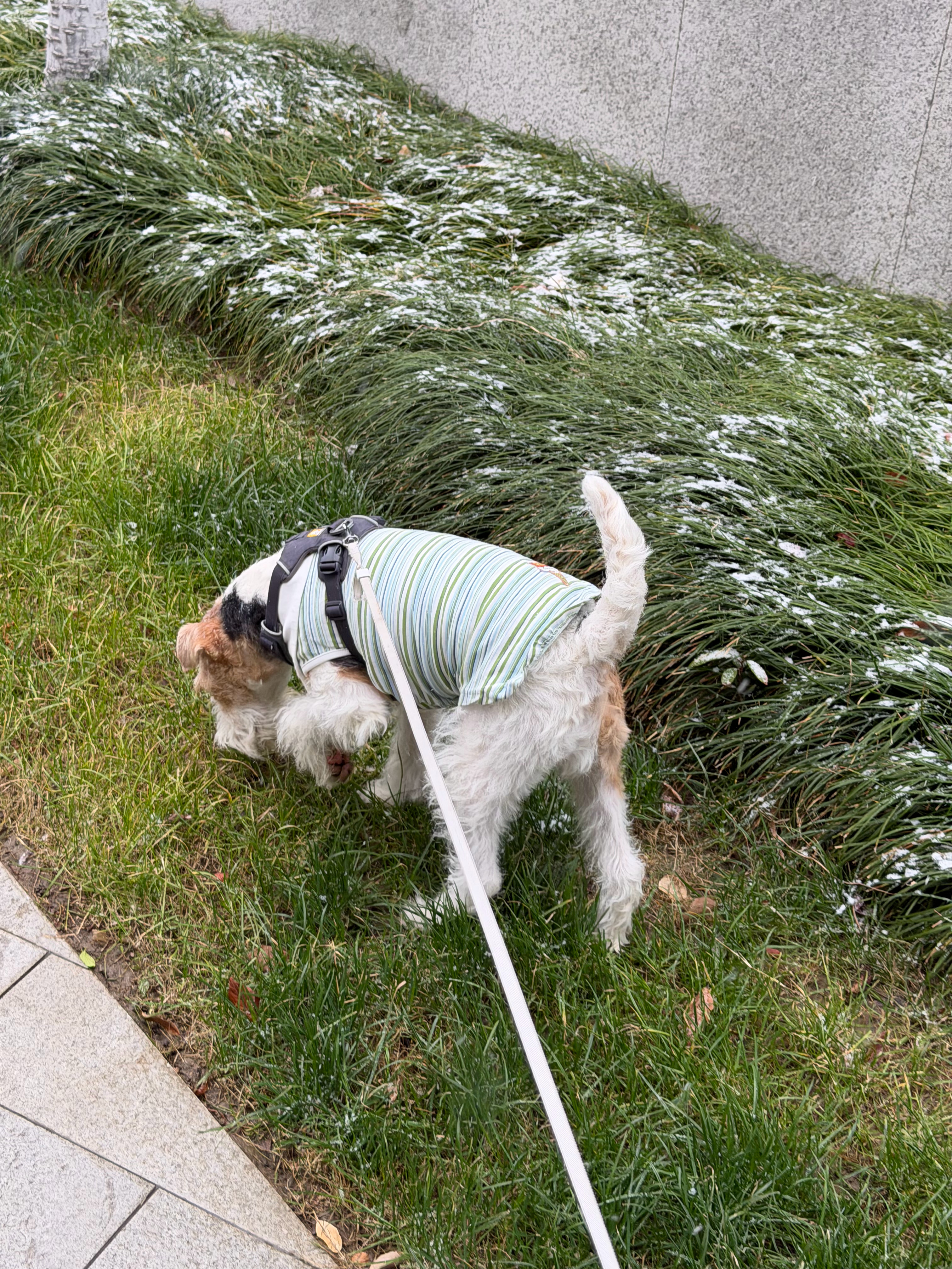 丁丁狗第一次见下雪，很兴奋！上海下雪南京下雪