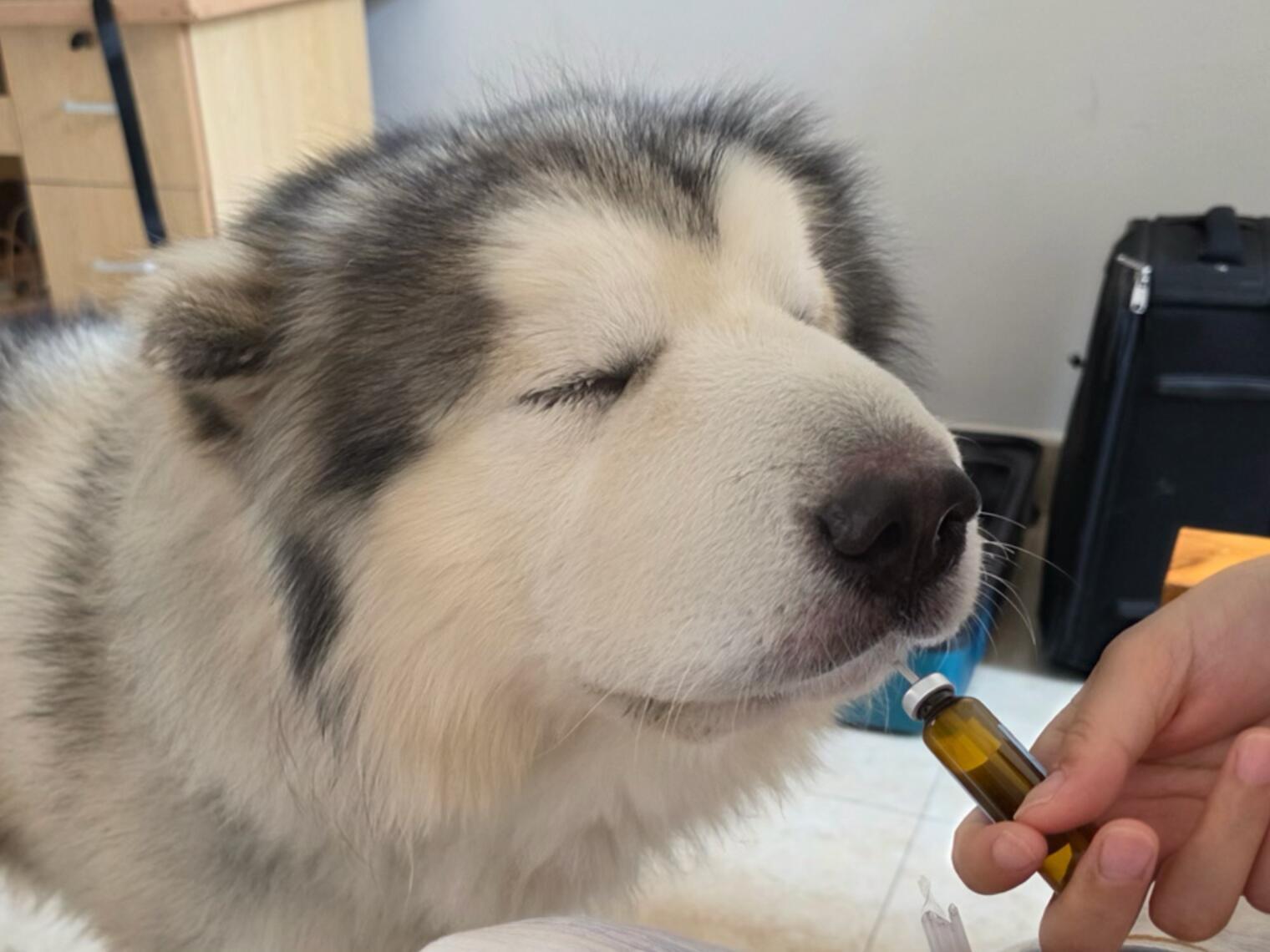 大狗，吃药啦 ​​​