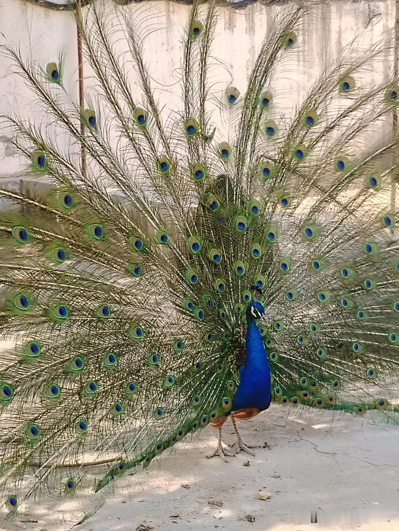 今天在动物园撞见一只开屏的孔雀！

那场面真的太绝了！

它把尾羽完全展开，像一