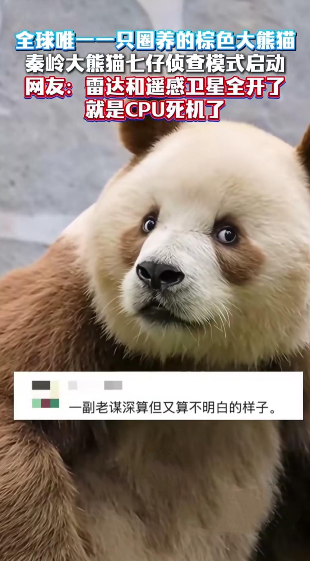 见过动物界最“菜”的侦查员吗？全球唯一圈养的棕色大熊猫七仔，最近的操作笑翻全网。