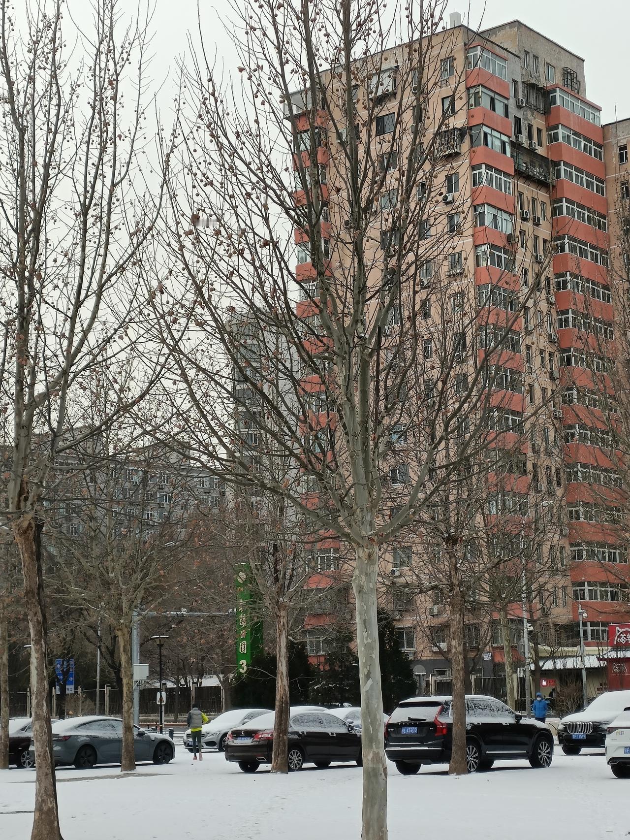 我必须晒一晒我拍的树照！有一张是一棵枯树，它的枯干直直向天问，上方是湛蓝的天空，