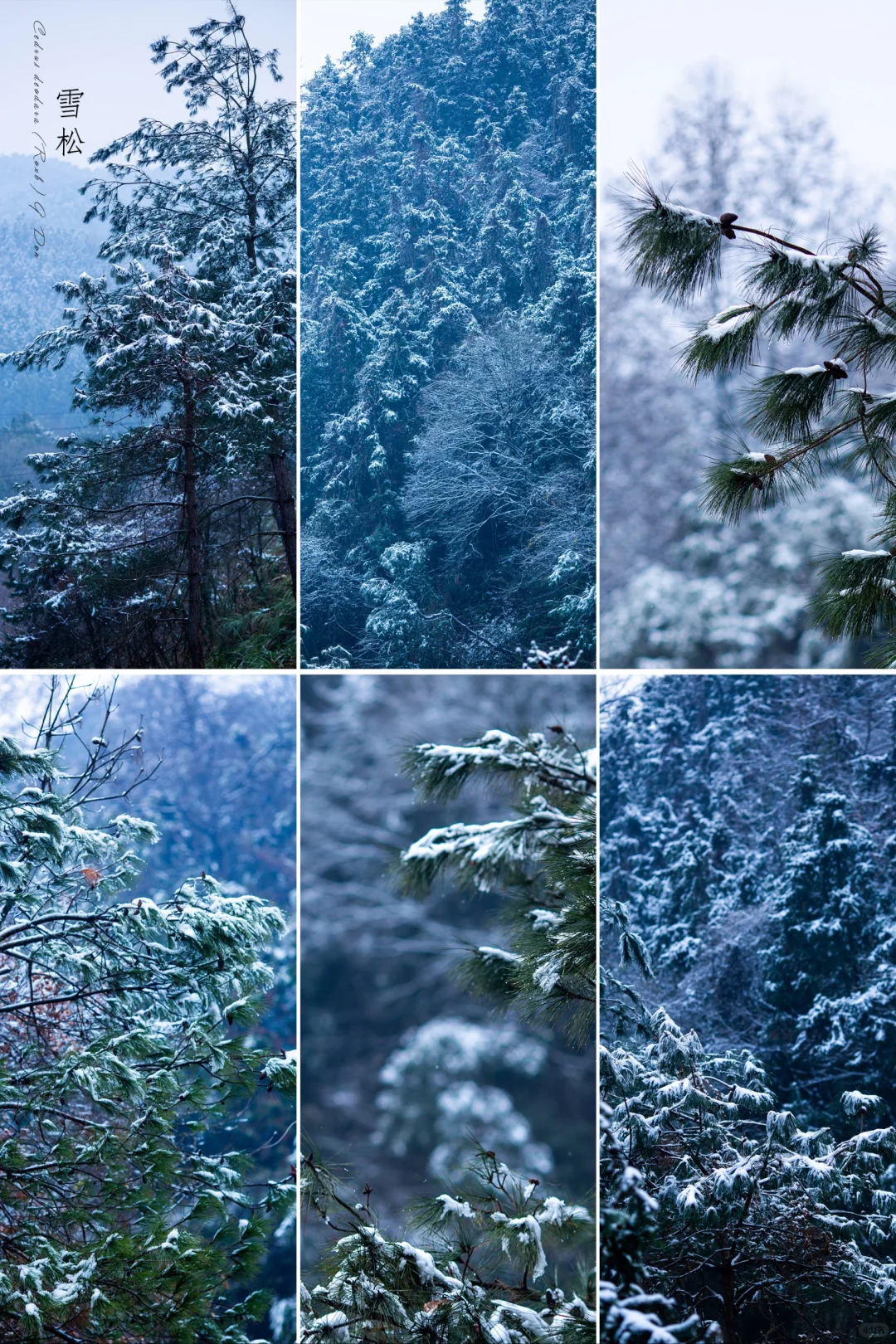 雪松|今日冬至