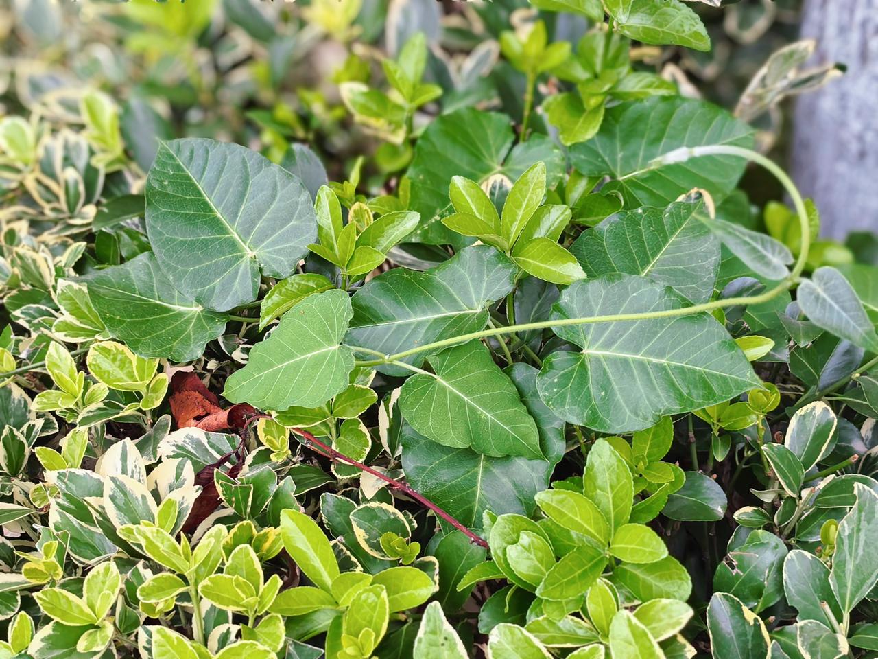 绿荫漫巷，
初夏未央，
满目温柔皆是
人间值得。