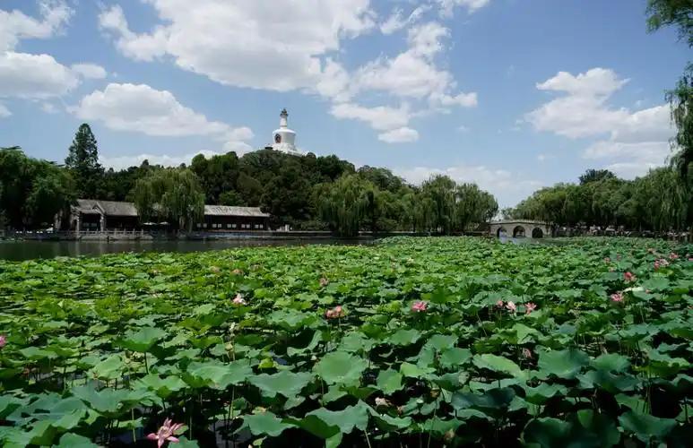 记录我的2026一大片荷塘