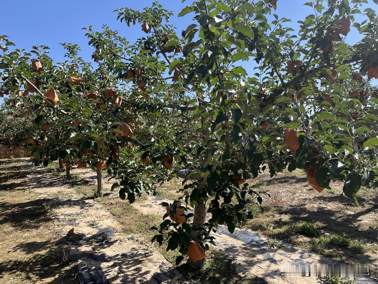 辽宁大连，67岁的农民大爷地里种的玉米，他家的地邻种的是苹果树，树枝伸到了大爷家