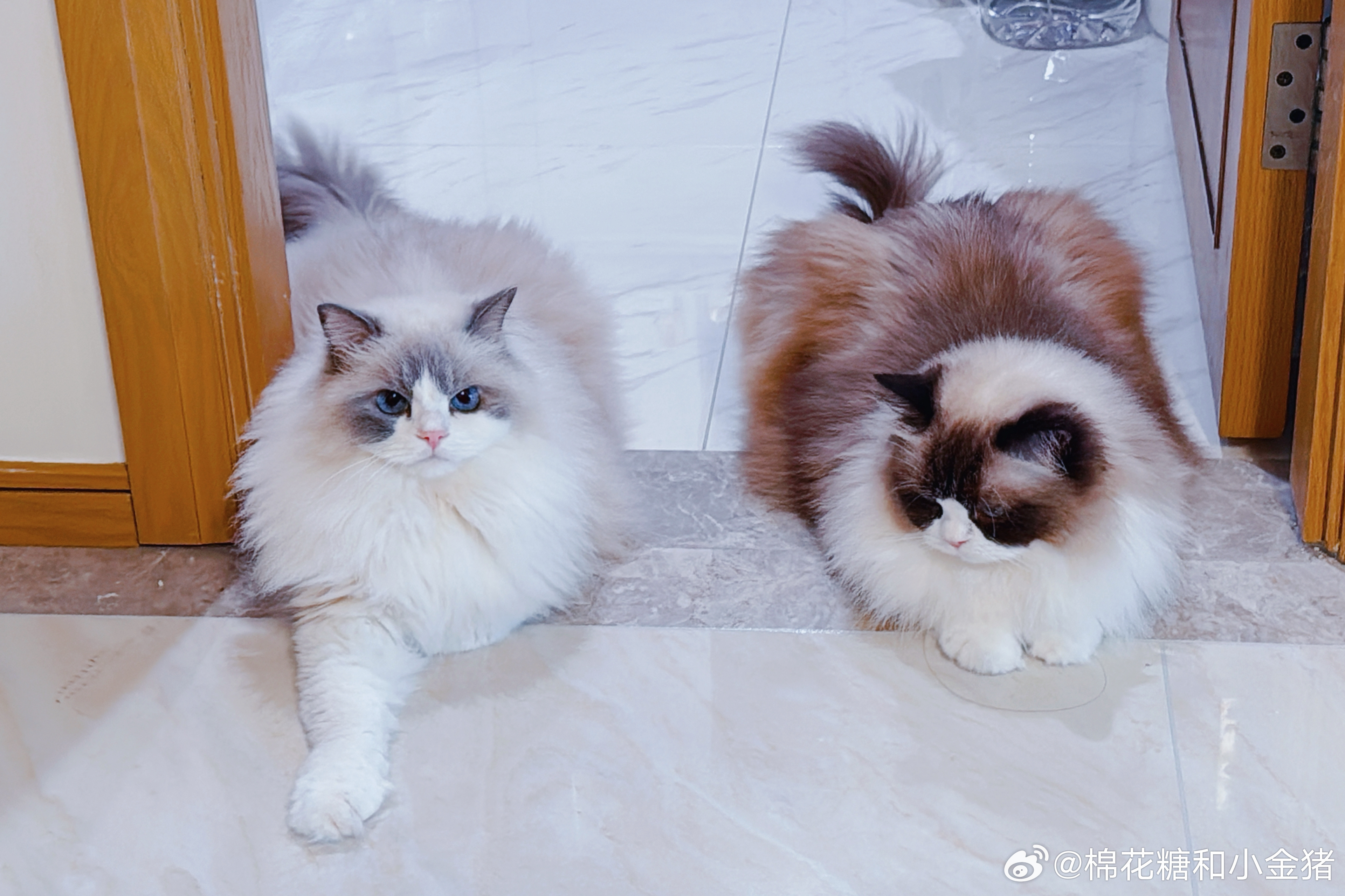 石狮子兄妹。 