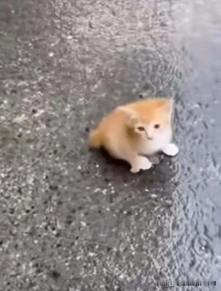 这位卖鱼的摊主真是菩萨心肠，明明看到一只小流浪猫跳到鱼摊上叼鱼吃。却装作看不见，