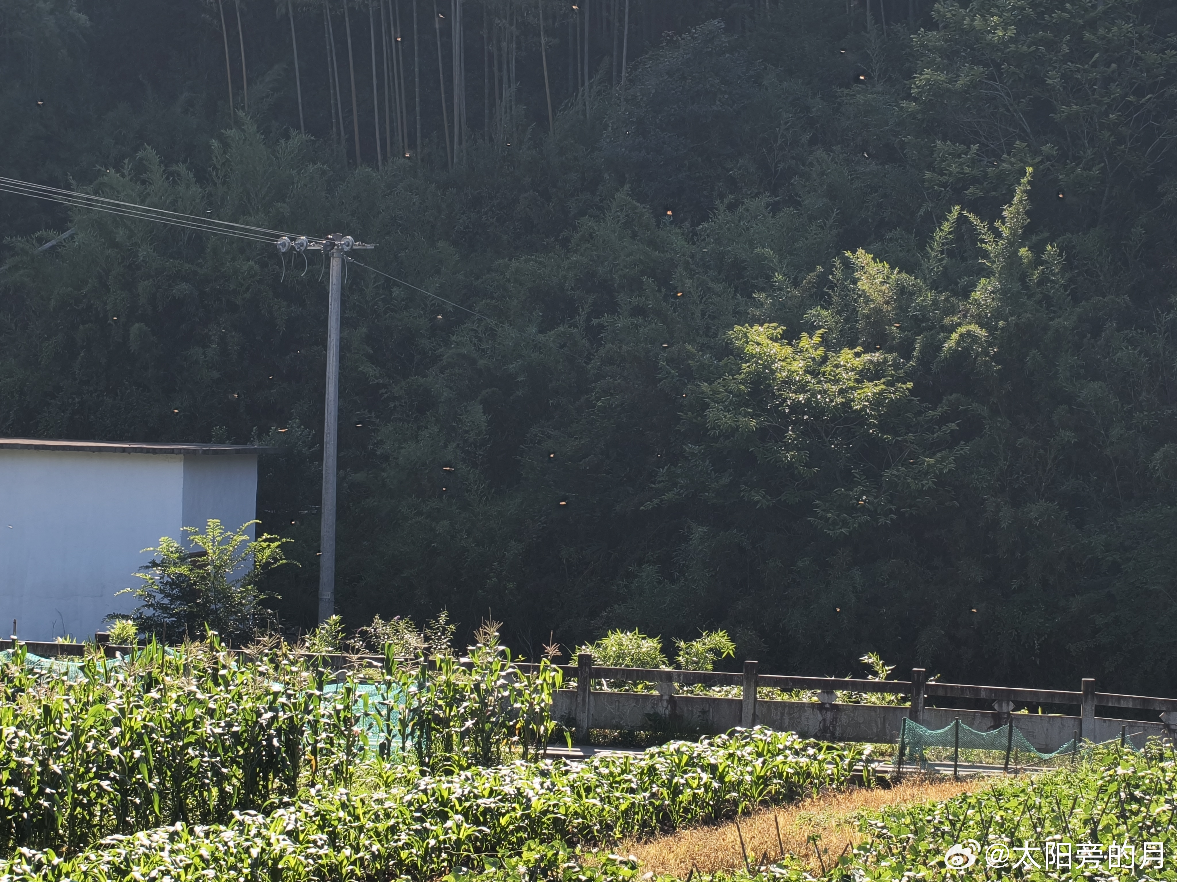 黄岩 漫天的蜻蜓在飞 