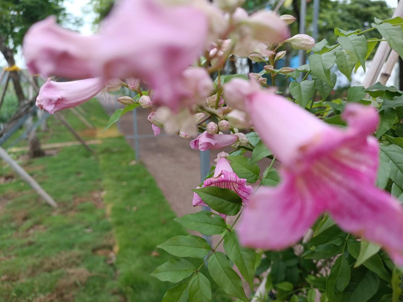 随手拍的花花
花色粉粉嫩嫩
花朵优美
花姿柔雅
姹紫嫣红
娇艳欲滴
美丽绽放