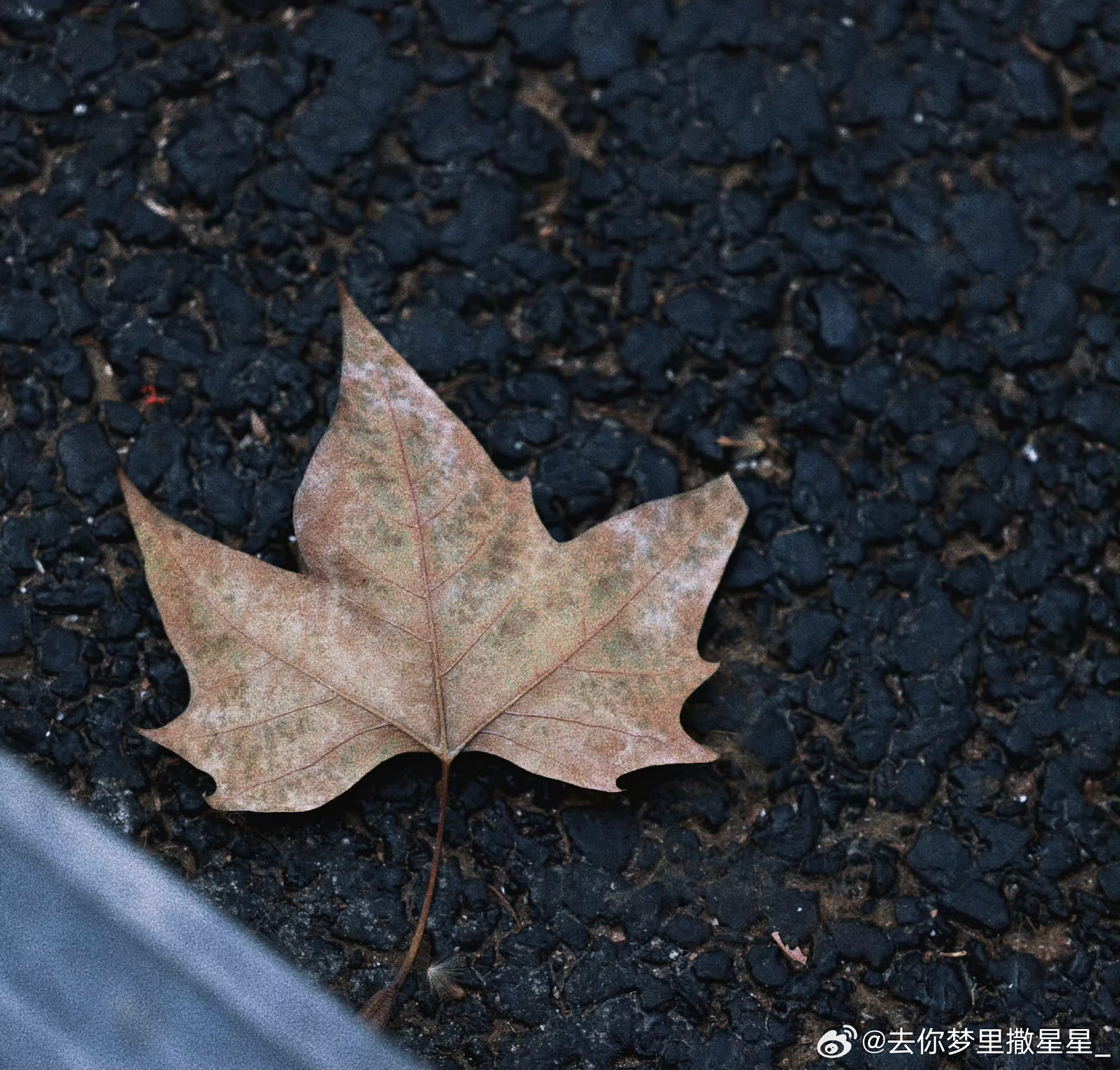 每日一善 🍀阳光信用 🍀每日一善 岁月的风雨，并不是希望命运能低头，而是一种