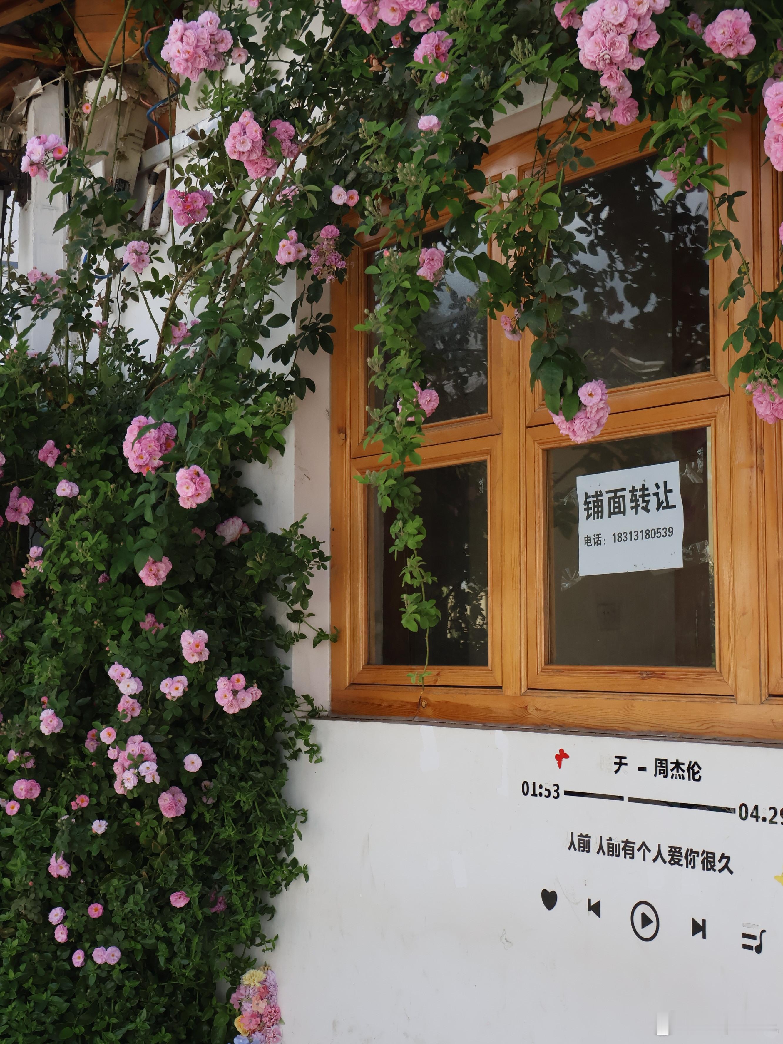 喜洲古镇｜白族烟火+稻田治愈一站式攻略👒喜洲是大理最有烟火气的白族古镇，免费开