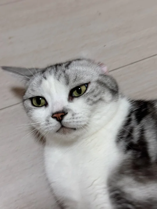 小猫只有一个耳朵👂还会有人爱么