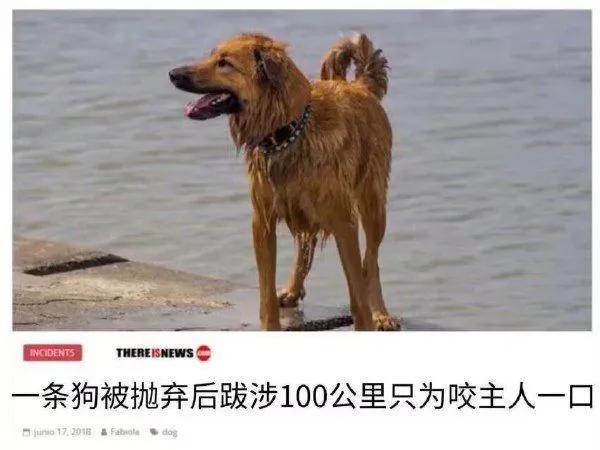 真可畏是真的狗🐶