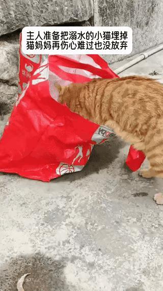 太有灵性了，溺水失去知觉的小猫被主人装进了垃圾袋，准备出去时顺便扔进垃圾桶。谁知