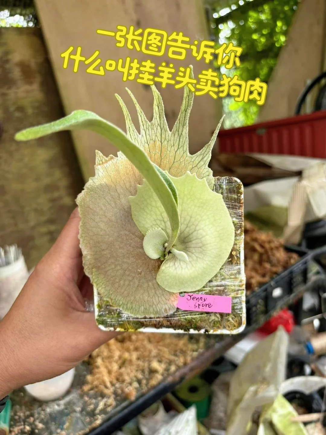 一张图告诉你什么叫挂羊头卖狗肉