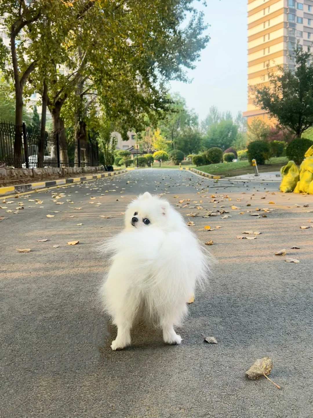 提高免疫力的狗狗心头好零食！！