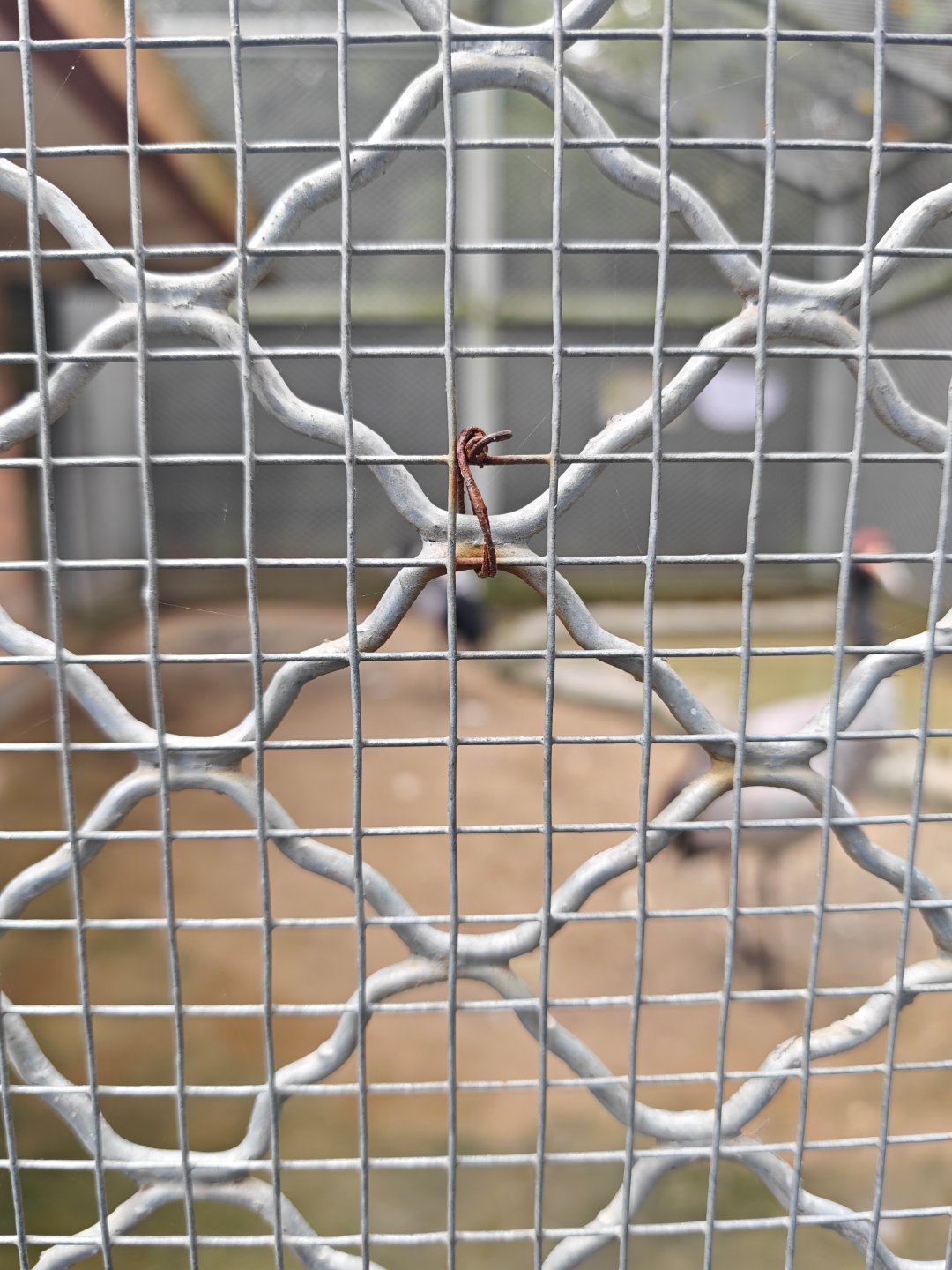 丹顶鹤，鹤顶红，动物园拍拍就用小米17Pro，长焦超清晰。 ​​​