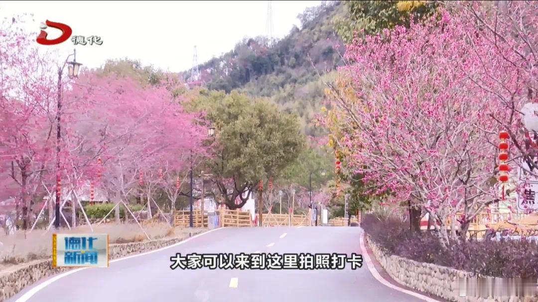 泉州这里千亩樱花盛开进潘祠村樱花树分布在道路两旁，樱花迎春盛放有的还是花骨朵，含