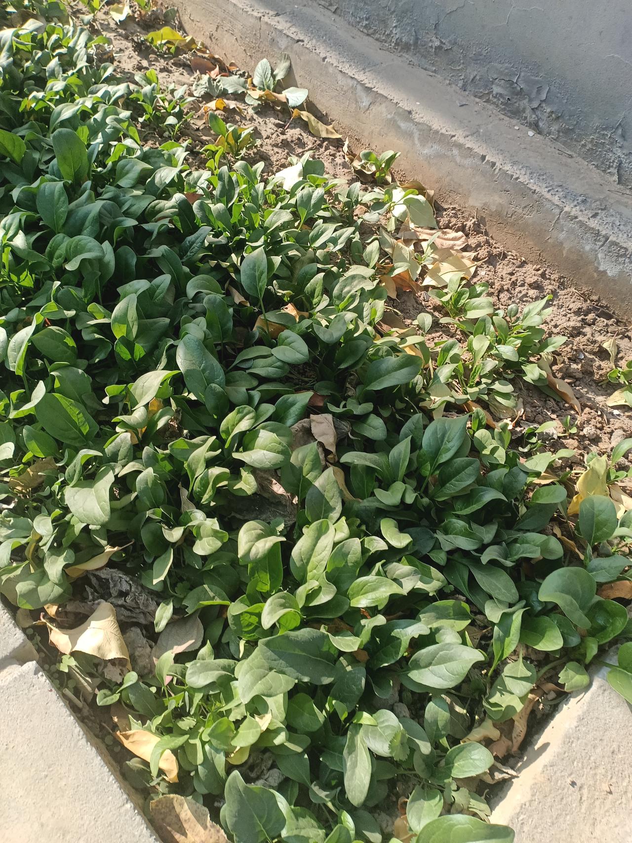 我的小菜园子，能否经得住寒霜啊？[祈祷][祈祷][祈祷]