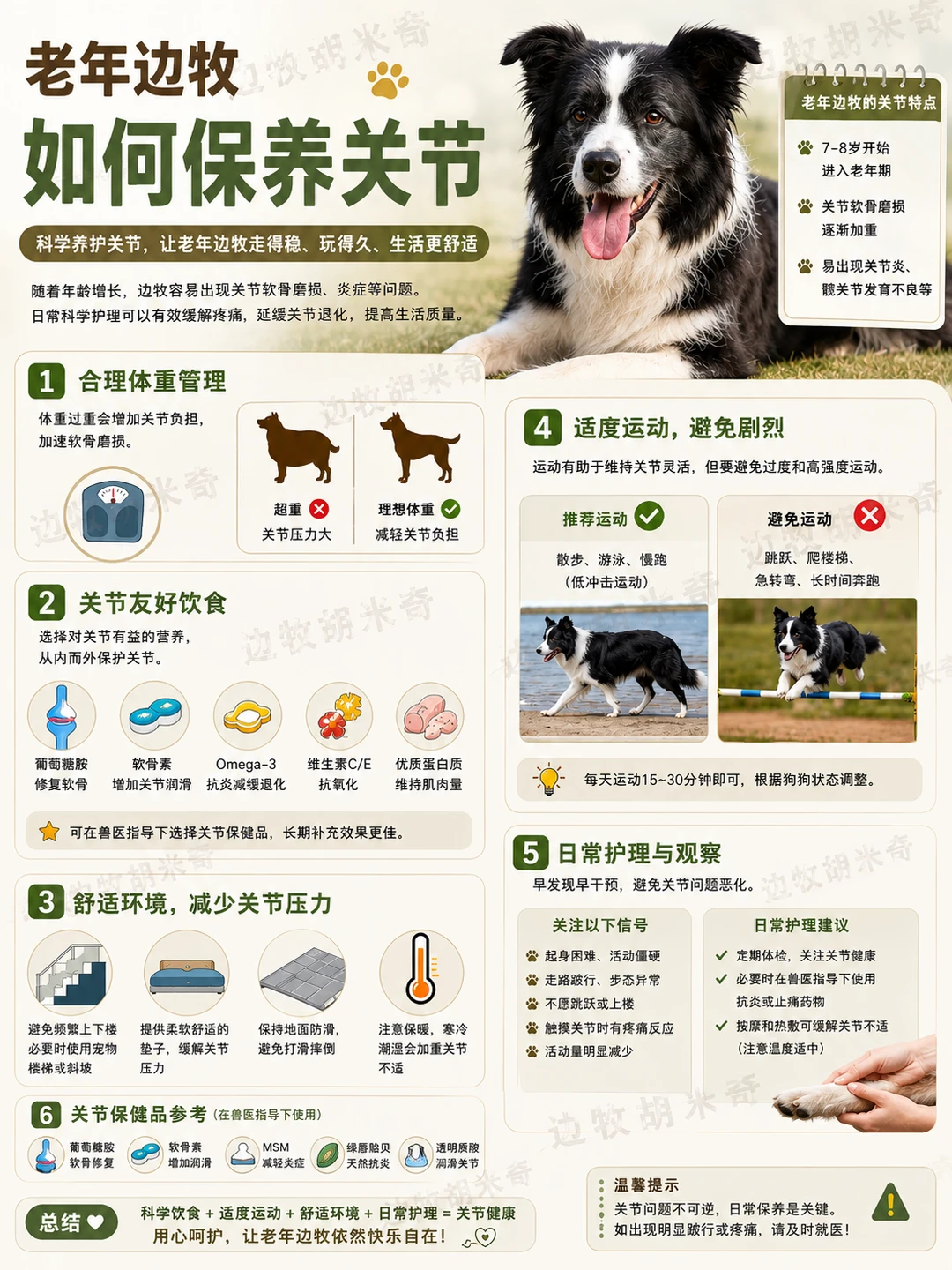 老年边牧如何保养关节