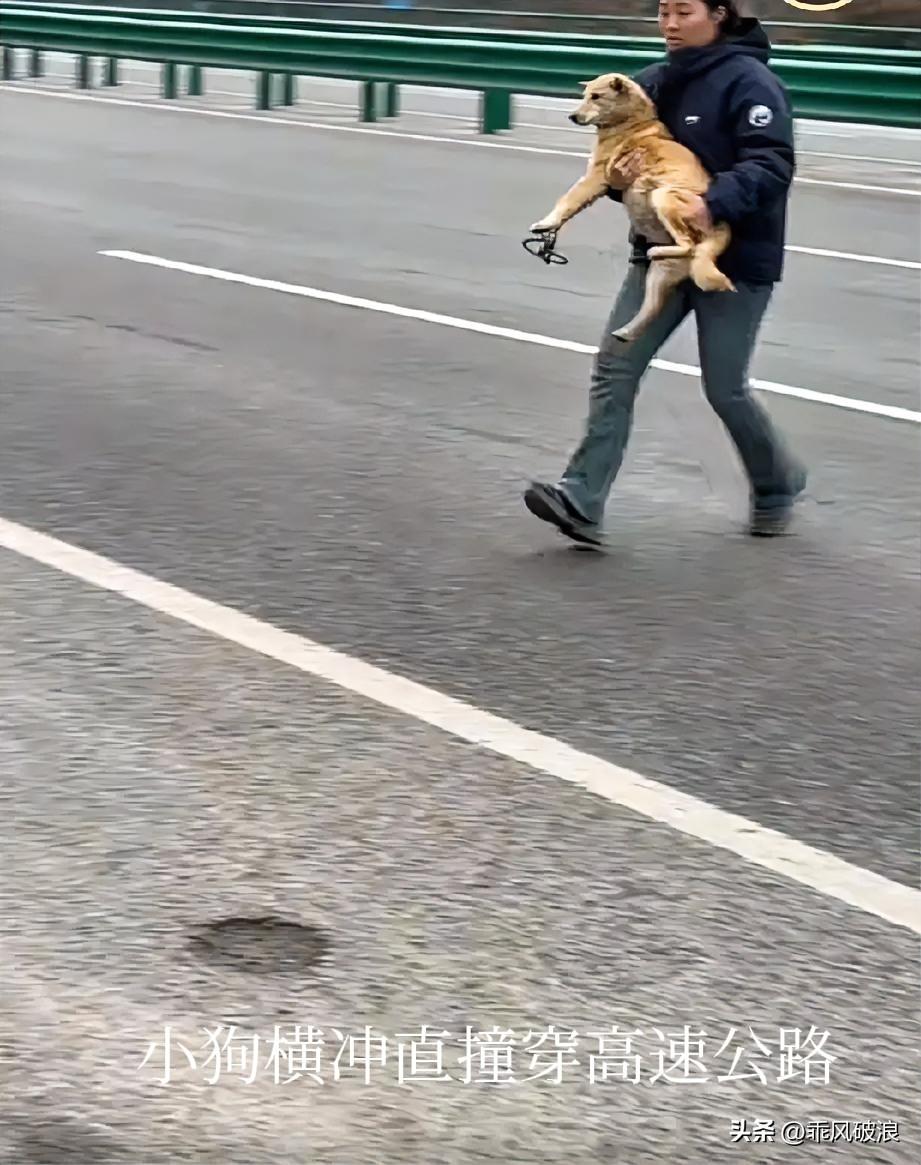 今天4月2号开车去乡镇在路上睢见一位阿姨去抱一只横穿的小狗，生怕小狗被车撞死。