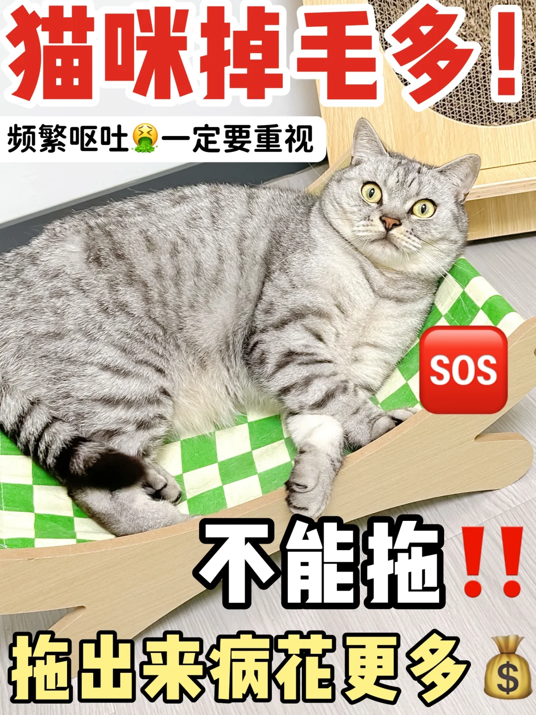 猫咪掉毛严重！别担心，试试这招！