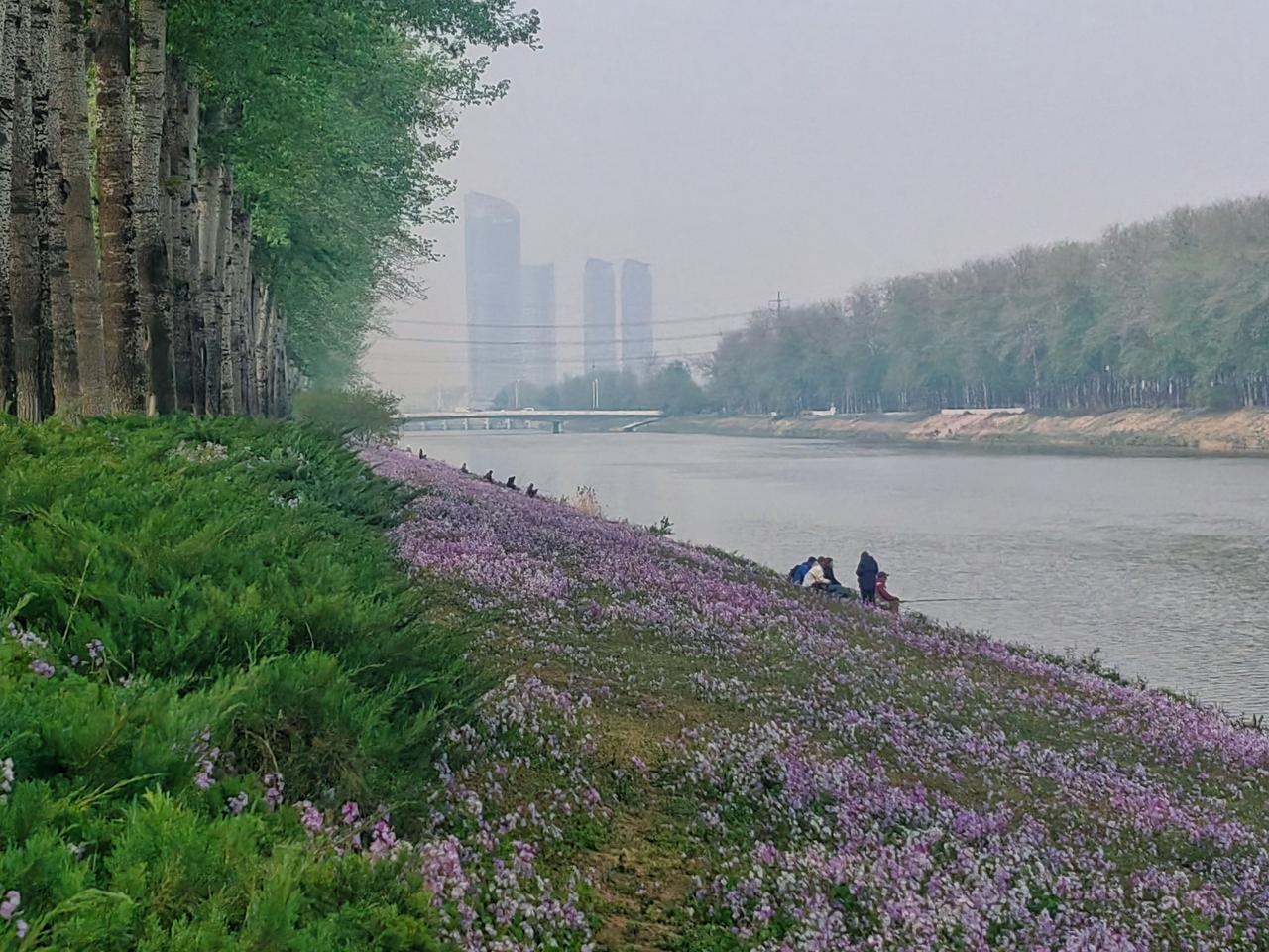 【原创】
这汹涌的春意～～减河堤上的二月兰