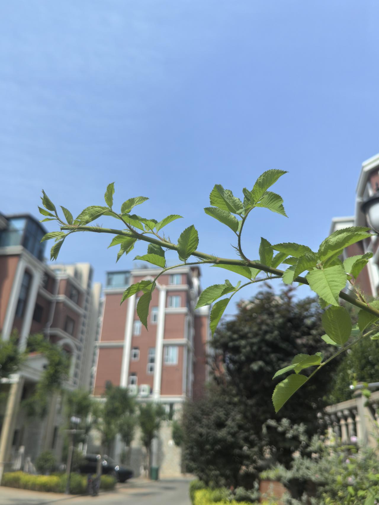 绿意盎然的枝叶与现代建筑相映成趣，感受城市中的自然之美。🌿🏙️