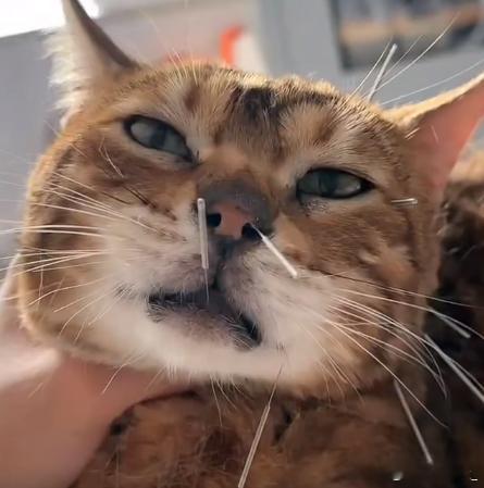 女子带面瘫猫咪针灸扎成刺猬 猫还能面瘫吗？主人是怎么判断出来的[笑cry]不过咱