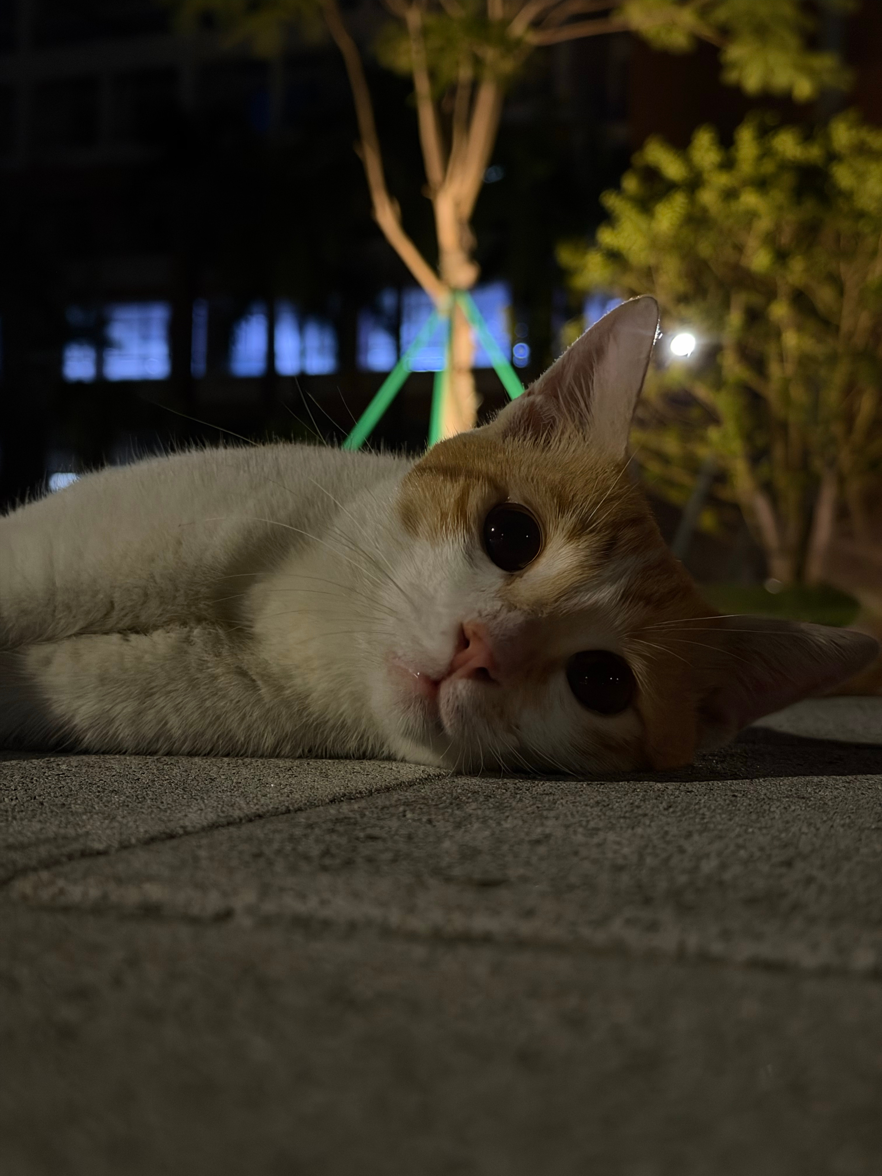好萌的咪 ​​​