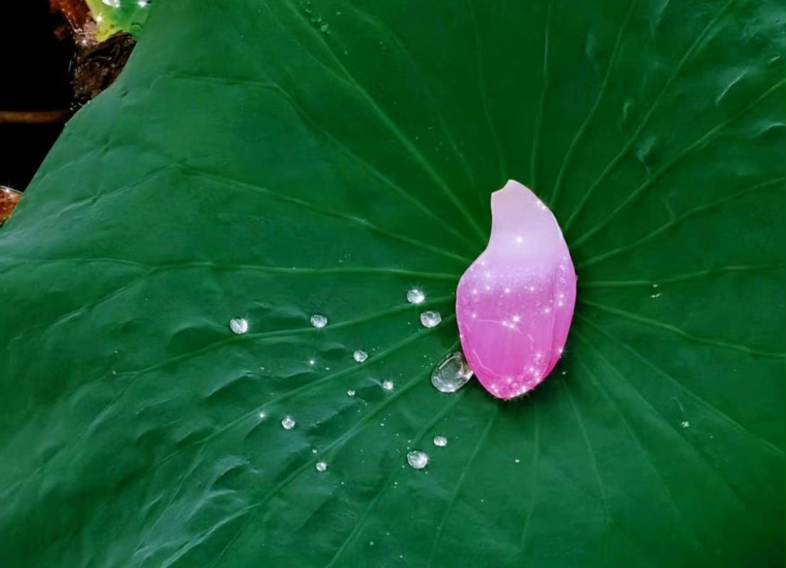 “⼀朵芙蕖初照⽔，涂朱施粉未相如。” ​ ​​​