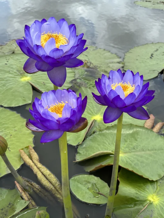 水生植物 澳洲睡莲