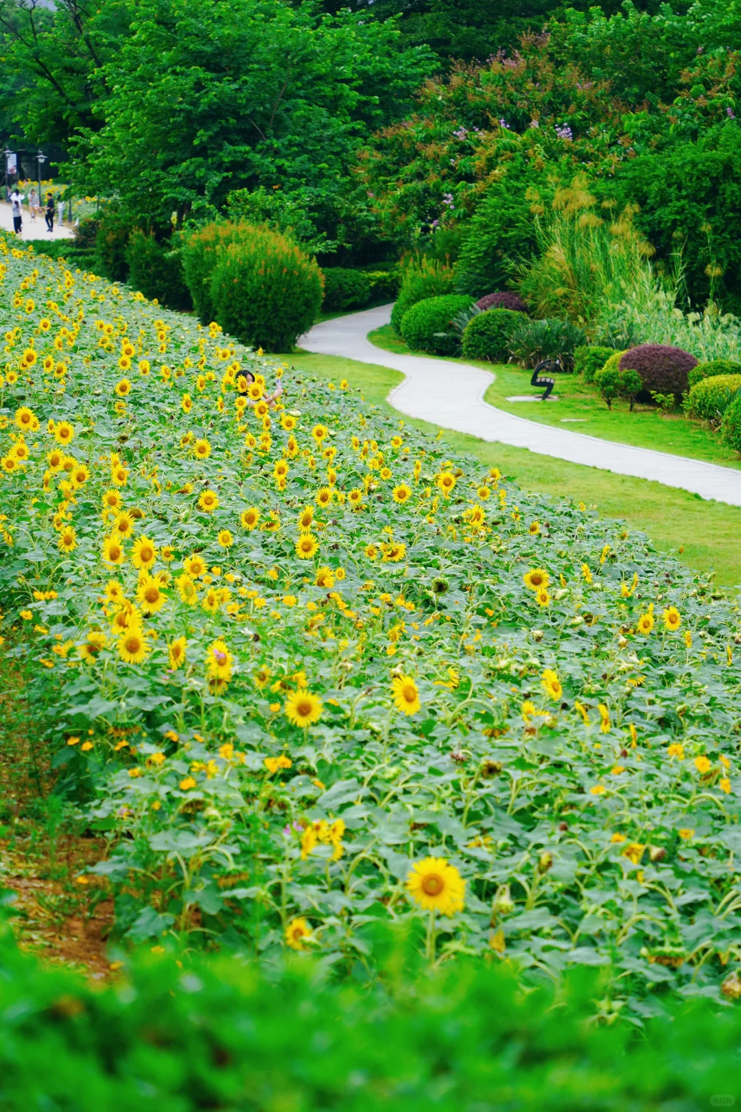 福州打卡｜错过等一年🌻福州花海公园向日葵