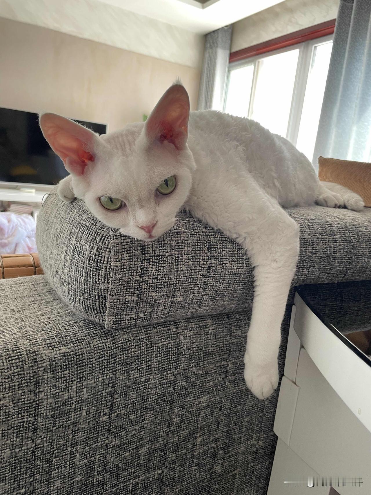 哈哈，我家的小猫咪，睡姿那是一个放松，想这么睡就怎么睡。[大笑]