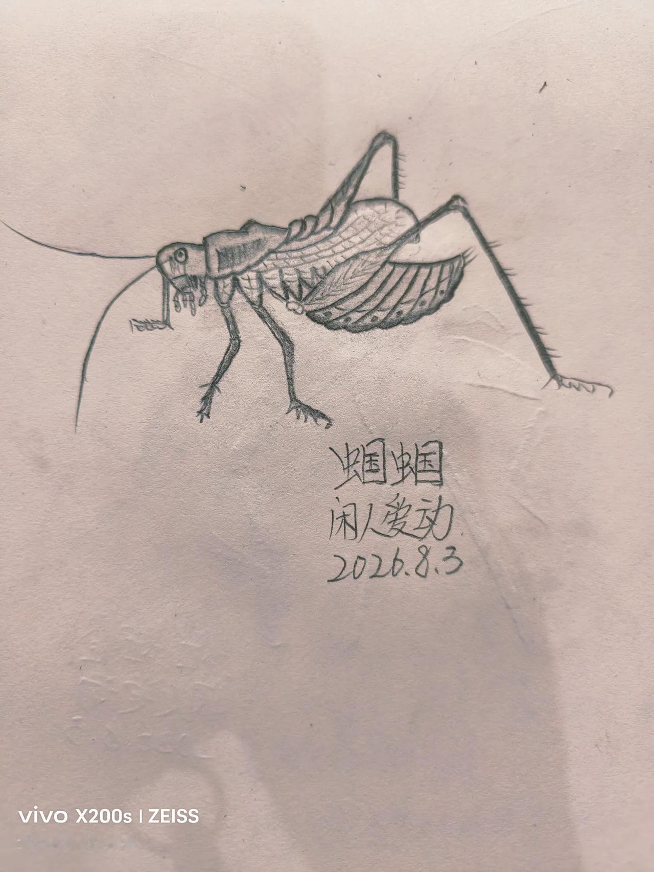 我家小子说我画的真牛，画好之后给他发去图片，随后又画了一个蝈蝈[捂脸]